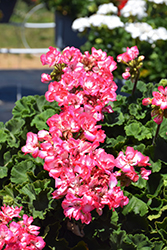 Tango Strawberry Ice Geranium (Pelargonium 'Tango Strawberry Ice') at Hunniford Gardens