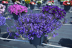 Techno Dark Blue Lobelia (Lobelia erinus 'Techno Dark Blue') at Hunniford Gardens