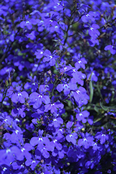 Techno Dark Blue Lobelia (Lobelia erinus 'Techno Dark Blue') at Hunniford Gardens