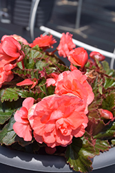 Double Delight Blush Rose Begonia (Begonia 'Kerbespiros') at Hunniford Gardens