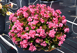 Double Up Pink Begonia (Begonia 'Double Up Pink') at Hunniford Gardens