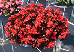 Double Up Red Begonia (Begonia 'LEGDBLRED') at Hunniford Gardens