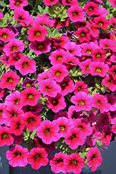 Superbells Cherry Red Calibrachoa (Calibrachoa 'USCAL23101') at Hunniford Gardens