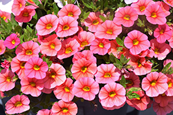Superbells Coralina Calibrachoa (Calibrachoa 'iNCALMIABE') at Hunniford Gardens