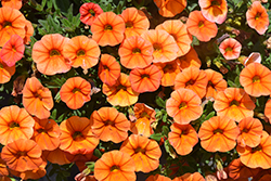 Superbells Dreamsicle Calibrachoa (Calibrachoa 'INCALDRSIM') at Hunniford Gardens