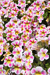 Superbells Holy Cow! Calibrachoa (Calibrachoa 'BBCAL85303') at Hunniford Gardens