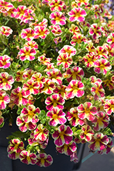 Superbells Holy Moly! Calibrachoa (Calibrachoa 'USCALCHSTM') at Hunniford Gardens