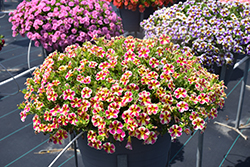 Superbells Holy Moly! Calibrachoa (Calibrachoa 'USCALCHSTM') at Hunniford Gardens