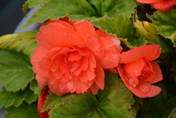 Illumination Salmon Pink Begonia (Begonia 'Illumination Salmon Pink') at Hunniford Gardens