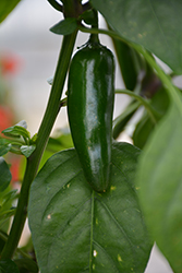 Pot-a-Peno Pepper (Capsicum annuum 'Pot-a-Peno') at Hunniford Gardens