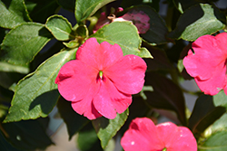 Beacon Rose Impatiens (Impatiens walleriana 'Beacon Rose') at Hunniford Gardens