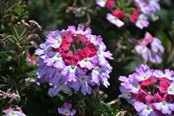 Lascar Purple+White Verbena (Verbena 'KLEVP21048') at Hunniford Gardens