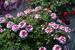 Lascar Purple+White Verbena (Verbena 'KLEVP21048') at Hunniford Gardens