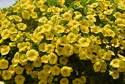Cha-Cha Yellow Calibrachoa (Calibrachoa 'Balchaelo') at Hunniford Gardens