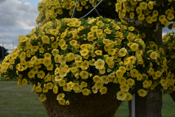 Cha-Cha Yellow Calibrachoa (Calibrachoa 'Balchaelo') at Hunniford Gardens