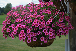 Tik Tok Rose Calibrachoa (Calibrachoa 'Tik Tok Rose') at Hunniford Gardens