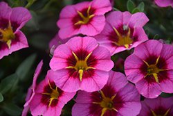 Tik Tok Rose Calibrachoa (Calibrachoa 'Tik Tok Rose') at Hunniford Gardens