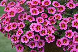 Tik Tok Rose Calibrachoa (Calibrachoa 'Tik Tok Rose') at Hunniford Gardens