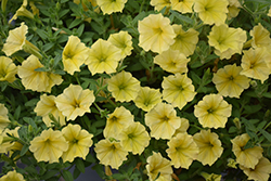 Supertunia Mini Vista Yellow Petunia (Petunia 'Supertunia Mini Vista Yellow') at Hunniford Gardens