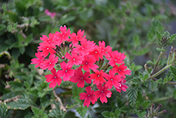 Superbena Raspberry Verbena (Verbena 'RIKAV45801') at Hunniford Gardens