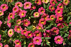 Cabaret Diva Pink Calibrachoa (Calibrachoa 'Balcabivin') at Hunniford Gardens