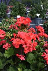 Fantasia Flamingo Rose Geranium (Pelargonium 'Fantasia Flamingo Rose') at Hunniford Gardens