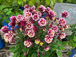 Winky Double Red And White Columbine (Aquilegia 'Winky Double Red And White') at Hunniford Gardens