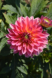 Venti Passion Fruit Dahlia (Dahlia 'Baldenink') at Hunniford Gardens