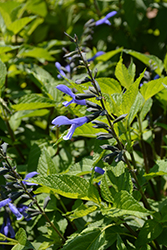 Rockin' Blue Suede Shoes Salvia (Salvia 'BBSAL01301') at Hunniford Gardens