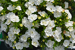 Superbells Double White Calibrachoa (Calibrachoa 'WNCALSBDBLWH24') at Hunniford Gardens