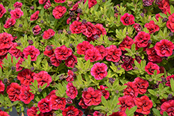 Superbells Double Redstone Calibrachoa (Calibrachoa 'WNCALSBDBLRS24') at Hunniford Gardens
