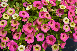 Superbells Magic Pink Lemonade Calibrachoa (Calibrachoa 'Superbells Magic Pink Lemonade') at Hunniford Gardens