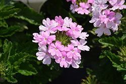 Superbena Pink Cashmere Verbena (Verbena 'WNVERSVPC24') at Hunniford Gardens