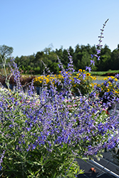 Crazy Blue Russian Sage (Perovskia atriplicifolia 'Crazy Blue') at Hunniford Gardens