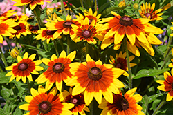 Sunbeckia Mia Coneflower (Rudbeckia hirta 'Mia') at Hunniford Gardens