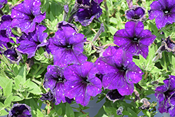 Headliner Violet Sky Petunia (Petunia 'KLEPH23780') at Hunniford Gardens