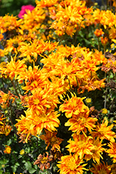 Bee Alive Double Orange Bidens (Bidens ferulifolia 'Balbidbador') at Hunniford Gardens