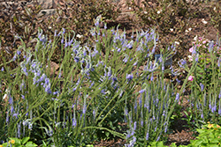 Blue Skywalker Speedwell (Veronica 'Blue Skywalker') at Hunniford Gardens