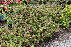 ColorBlaze Chocolate Drop Coleus (Solenostemon scutellarioides 'Kakegawa CE2') at Hunniford Gardens