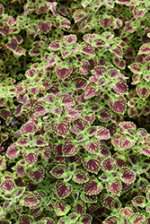 ColorBlaze Chocolate Drop Coleus (Solenostemon scutellarioides 'Kakegawa CE2') at Hunniford Gardens