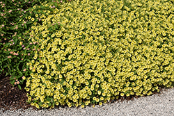 Supertunia Mini Vista Yellow Petunia (Petunia 'Supertunia Mini Vista Yellow') at Hunniford Gardens