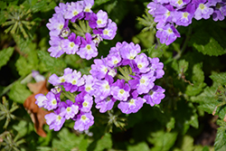Superbena Sparkling Amethyst Verbena (Verbena 'VEAZ0019') at Hunniford Gardens