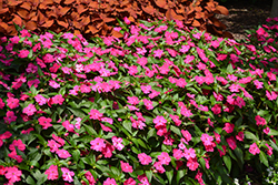 SunPatiens Vigorous Rose Pink New Guinea Impatiens (Impatiens 'SAKIMP052') at Hunniford Gardens