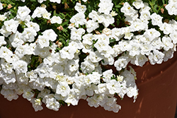 Superbells Double White Calibrachoa (Calibrachoa 'WNCALSBDBLWH24') at Hunniford Gardens