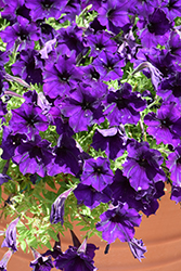 Headliner Violet Sky Petunia (Petunia 'KLEPH23780') at Hunniford Gardens