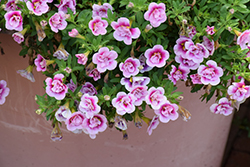 Superbells Double Smitten Pink Calibrachoa (Calibrachoa 'KLECA23454') at Hunniford Gardens