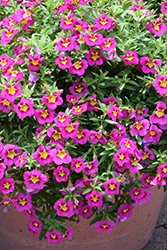 Bumble Bee Hot Pink Calibrachoa (Calibrachoa 'Balumotink') at Hunniford Gardens