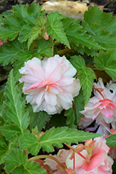 Double Delight Appleblossom Begonia (Begonia 'Double Delight Appleblossom') at Hunniford Gardens