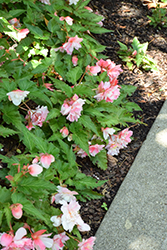 Double Delight Appleblossom Begonia (Begonia 'Double Delight Appleblossom') at Hunniford Gardens