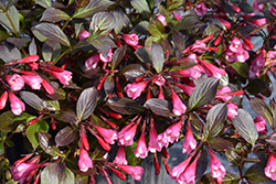 Very Fine Wine Weigela (Weigela florida 'SMNWFDFPD') at Hunniford Gardens